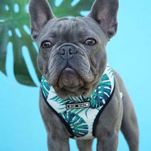 Load image into Gallery viewer, Colorful Dog Vest