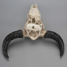 Load image into Gallery viewer, Resin Longhorn Skull Head 3D